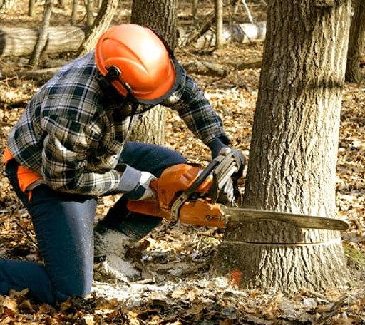 Tree Removal in Page, ND